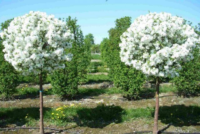 Декоративные цветущие деревья для сада фото